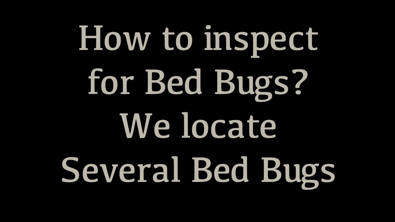How to inspect for Bed Bugs ? We find several baby Bed Bugs.