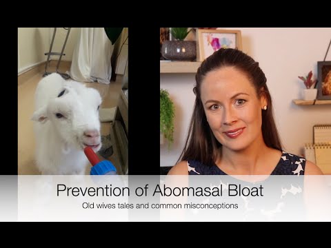 How to prevent Abomasal Bloat in lambs/kids; Vet Explains *FAST* | Sez the Vet