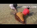 Dera Bila Chupi