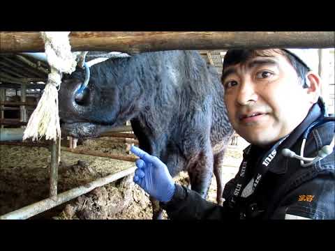 牛には歯があるのでしょうか?