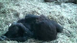preview picture of video 'Baby Gorilla Itching for a Good Scratch at Seattle's Woodland Zoo'