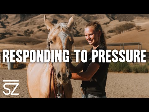 Three Ways to Train Your Horse to Respond to Pressure
