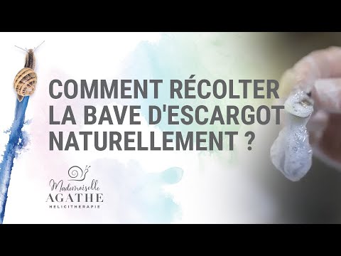 Comment récolter la bave d'escargot naturellement | Héliciculture Bio