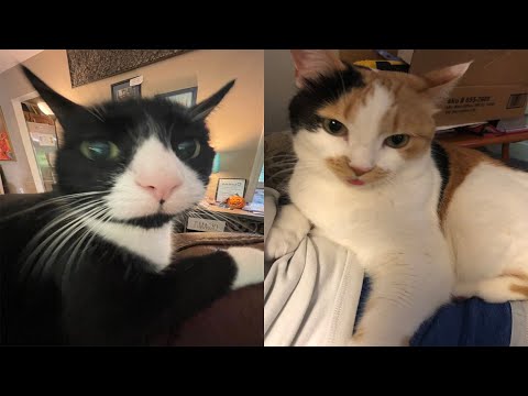 Try Not To Laugh 🤣 New Funny Cats And Dog Video 😹 - Just Cats Part 41