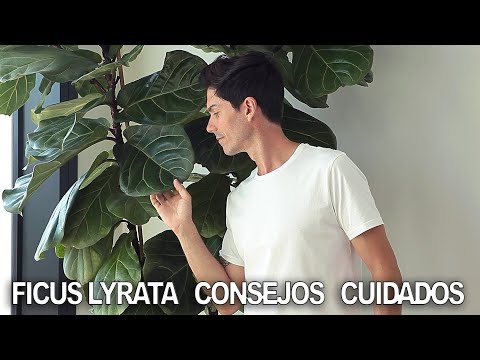 , title : 'FICUS LYRATA (caso práctico de CUIDADOS) de pequeño a más de 2 metros'