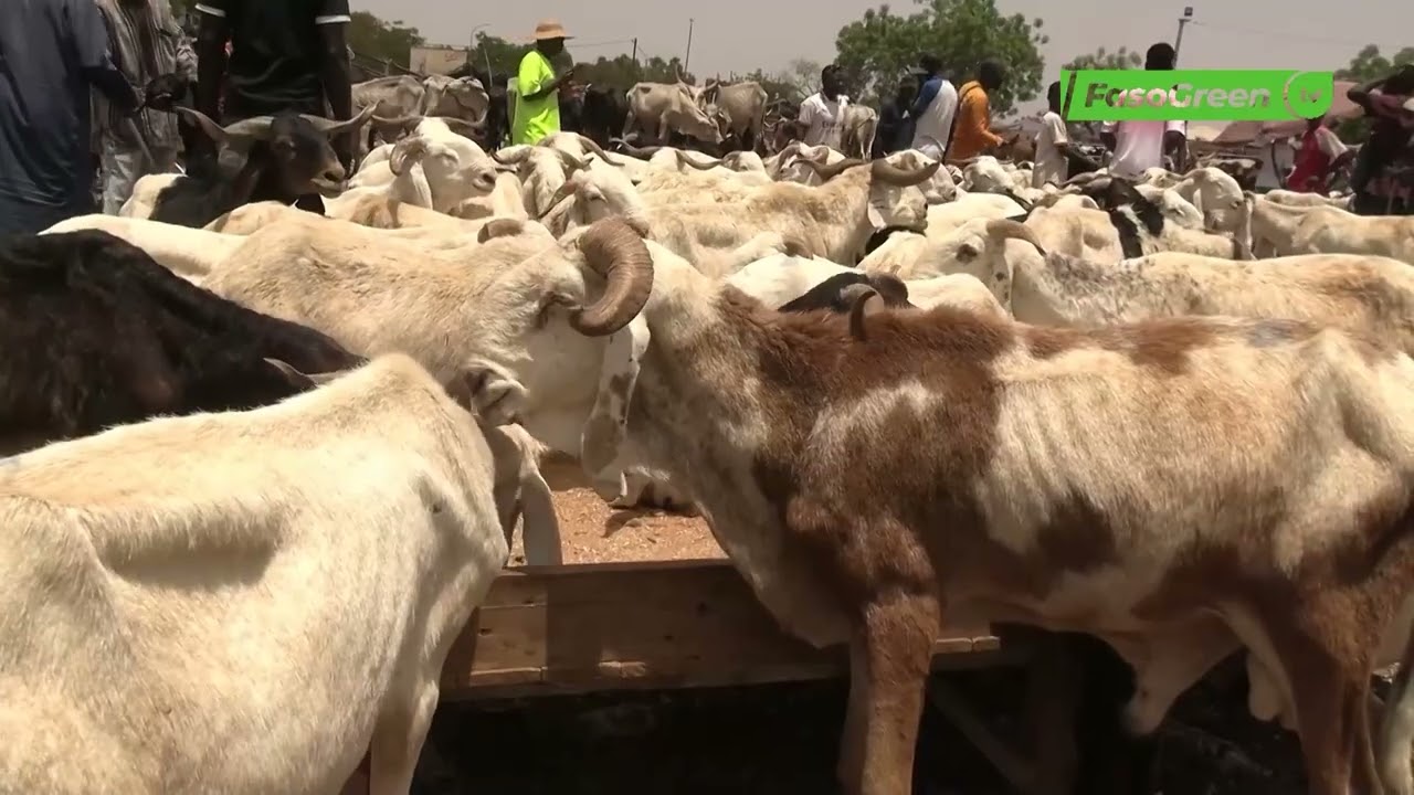 Exportation illégale de bétail : la BMCRF veille au respect de la réglementation