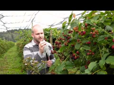 Brombeer-Ernte | Sommertour 2015: Folge 26 | 1.8.2015