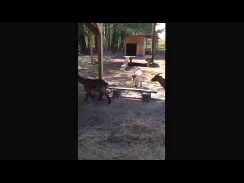 Goats play with Great Pyrenees