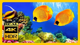 Amazing Aquarium in 4K HDR🐠 Relax Sleep Meditation Music 3 Hours RELAXING MUSIC 4K TV Screensaver