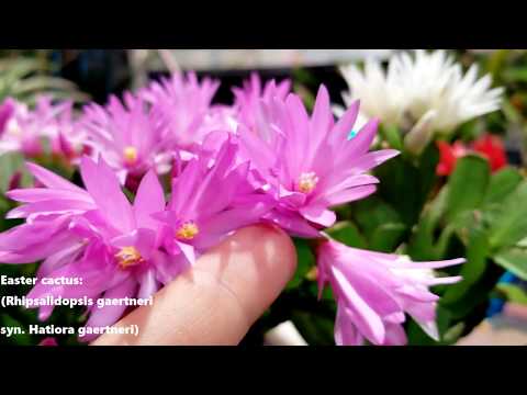 , title : 'Easter Cactus! Care & Bloom Encouragement  ||  rhipsalidopsis / Hatiora gaertneri'