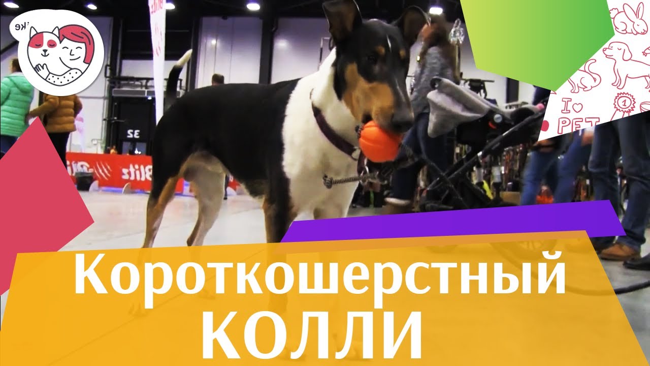 СОБАКИ КОРОТКОШЕРСТНЫЙ КОЛЛИ ЗООШОУ 2016 НА ilikepet