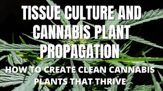 Cannabis Tissue Culture - What is an Elite Mother Plant and Why YOU Need One!