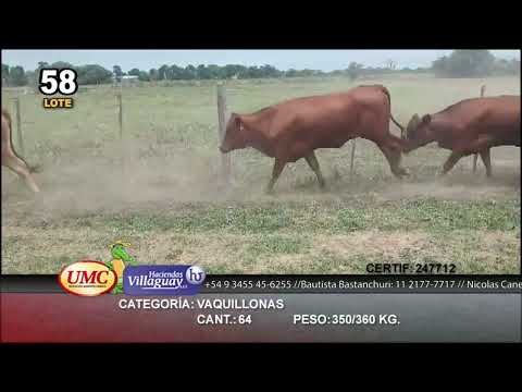 Lote 64 Vaquillonas en Pirané, Formosa