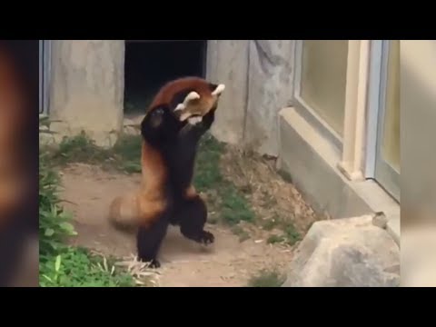Red Panda Scared by Big Piece of Rock - Red Panda goes Crazy - Crazy - Crazy -Crazy !!