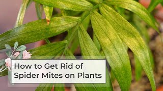 How to get rid of spider mites on plants