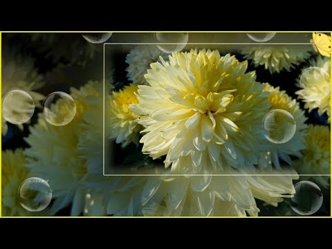 Moje chryzantemy  - Waldemar Kocoń