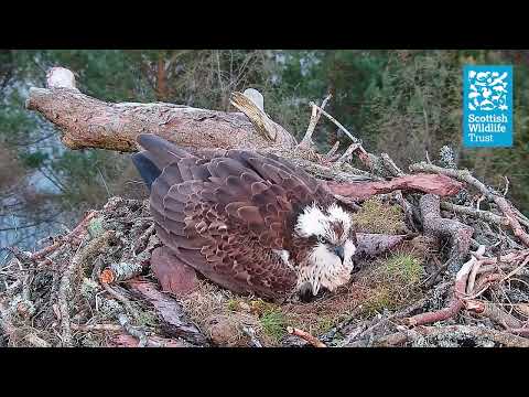 Female Osprey NC0 Lays Third Egg of the Season - Loch of the Lowes Webcam (2024)