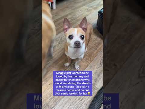 Can you help our rescue dogs⁉️🥺Link in our bio🫶 #amazon #rescuedog #chihuahua #shelter #florida