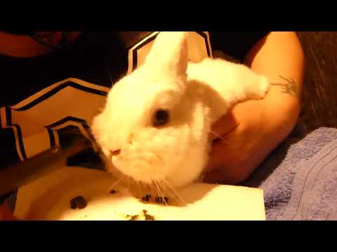 Kaninchen Jilliel; Bambi (28.05.14) 02 Bambi nach OP päppeln