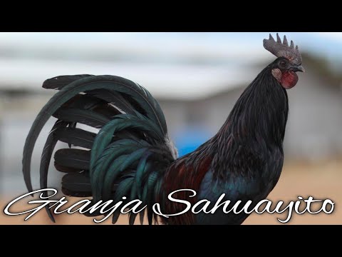 Leiper Black Mug - GR4NJA SAHUAYITO