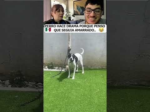PERRO HACE DRAMA PORQUE PENSO QUE SEGUÍA AMARRADO Y ES VIRAL... #shorts #humor