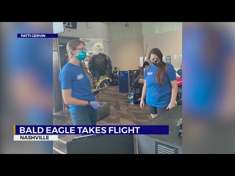 Bald eagle takes 'flight'