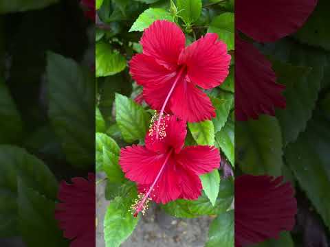 The best nature #flowers #gardening #beautiful flowers 🌷 🌺🌹☘️🌱🌴 #nature #naturesgarden