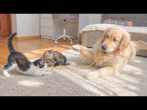 YouTube 썸네일