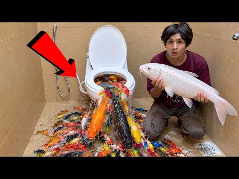 We Found So Many Colorful Fishes In Commode 😱