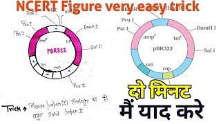 Download lagu Easy trick to learn sequence of E.Coli Cloning vector pBR322 || NCERT Figure 11.4 , NEET 2025 mp3 Download lagu Easy trick to learn sequence of E.Coli Cloning vector pBR322 || NCERT Figure 11.4 , NEET 2025 mp3