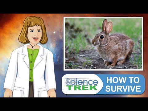 Animal Adaptation: How to Survive | Science Trek