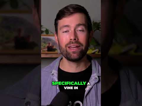 Secrets of DMT: A Plant Psychedelic