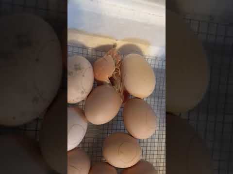 Chapter 7 Con’t: Pipping- the First Sign of the Journey