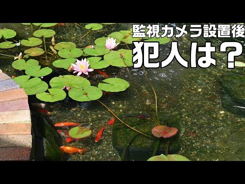 庭の池の金魚:問題を回避する方法 トピックス