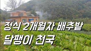 정식2달된 배추밭. 추비no. 방제 no. 태평농법. 달팽이천국