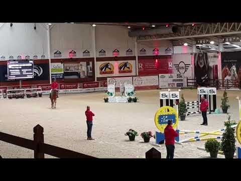 Socrates van den Bosdam (Eras Ste Hermelle x Darco) - Champion/Sieger BWP Stallion Approval 2021