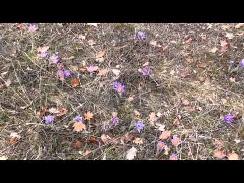 népek tavasza 2014.03.15. mix