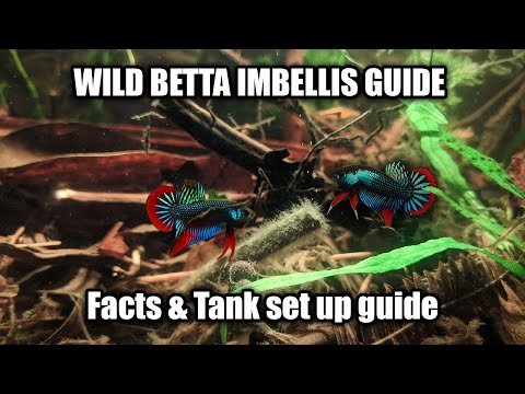 Bojovnica mierumilovná (Betta imbellis) — akvárium, kŕmenie a starostlivosť