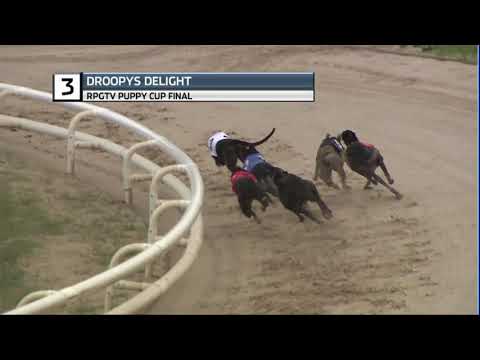 2020 RPGTV PUPPY CUP FINAL - T3 DROOPYS DELIGHT