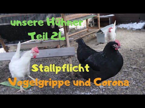 unsere Hühner Teil 24: Stallpflichtverlängerung, Geflügelpest und Corona