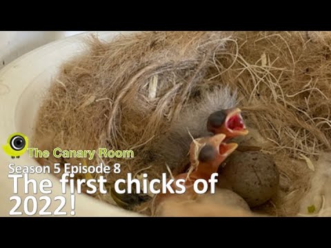 The Canary Room Season 5 - Episode 8 - The first chicks of 2022