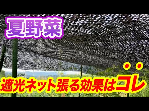 菜園に日陰を作るにはどうすればいいですか？この夏、野菜を守るための 5 つ以上の熱波対策のヒント  庭園