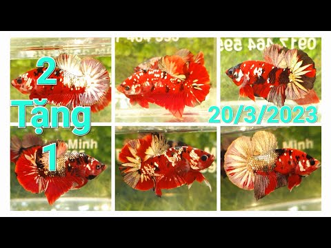 Đợt Cá 20/3 || Koi Red Cp( Xám Xi Măng), TRỐNG Vip, Chuẩn Giống Nhà Làm