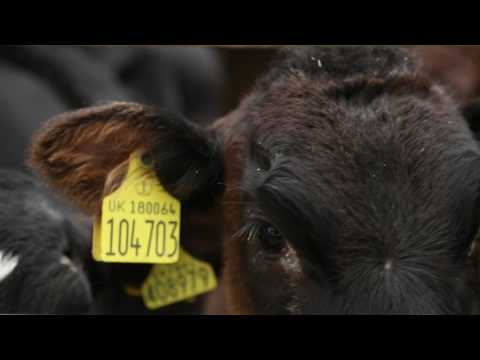 Is Wagyu beef on track to revolutionise the British...