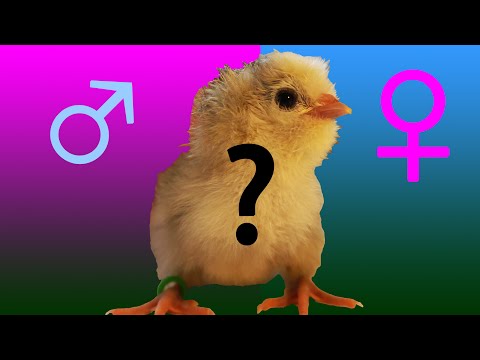 🐤 Küken TOP 10 Tipps: Hahn oder Henne? Teil 1 Theorie