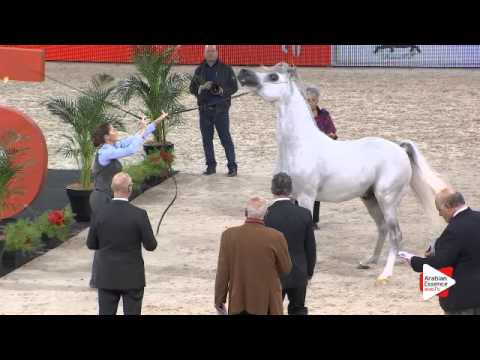 N.108 RP BURJ AL ARAB - Paris 2015 - Colts 2-3 years old (Class CM5 B)