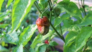 Hydroponics Homemade Growing System | Kratky  Method | Chocolate Bhutlah | Nutrient Test | #5
