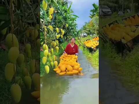 modern technique with mango 🥭  farming | mango 🥭 farming #mango_fruit #mango #ytshort #shorts