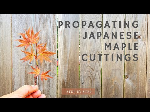 image-What is a dwarf Japanese maple?