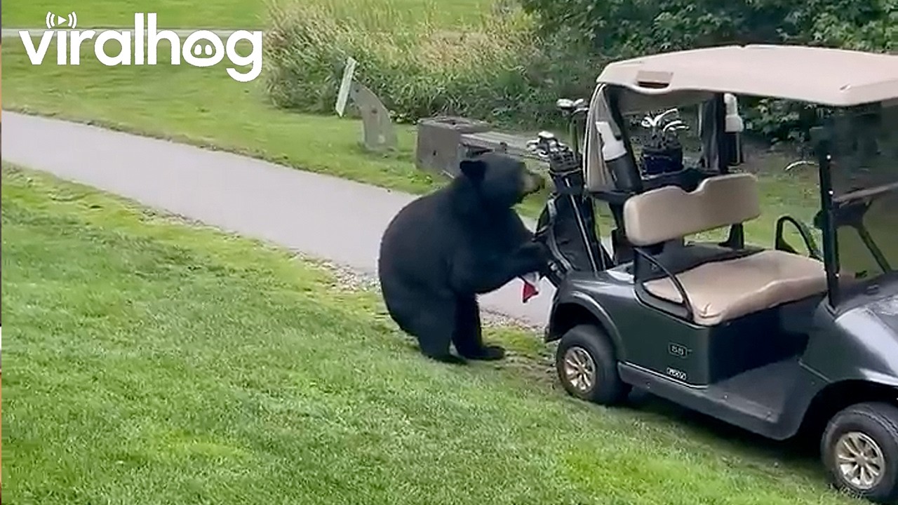 Never Get Between a Bear and His Clubs || ViralHog
